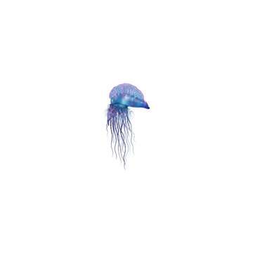 Portuguese Man O&rsquo; War Illustration