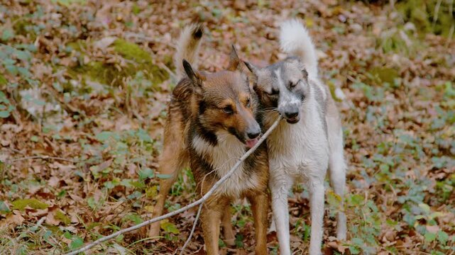 SLOW MOTION, CLOSE UP: Pair of wet mixed breed dogs standing close together in a leafy autumn forest, sharing and nibbling a wooden branch. Playful companions during October walk among fallen leaves.