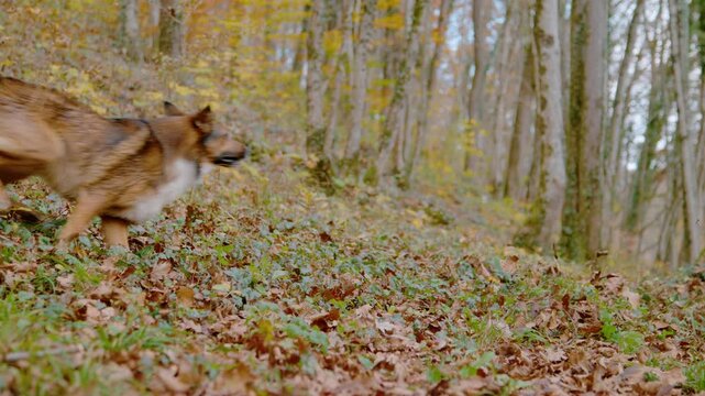 SLOW MOTION: Energetic mixed breed dogs chase each other across autumn forest slope. Playful companions run through fallen leaves and colorful trees on October day. Outdoor fun and canine interaction.