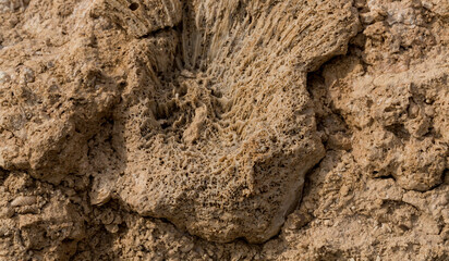 Obraz premium Fossil corals of the Red Sea. Ancient creatures, turned into stone. Reef corals.