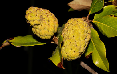 Mature magnolia fruit. A tropical tree on a black background. © Piotr