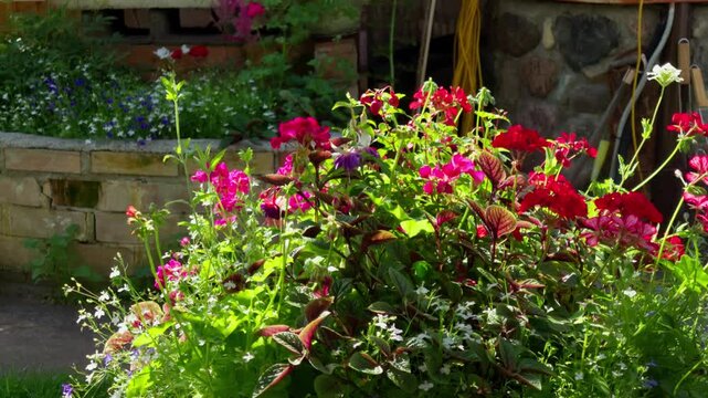 Vibrant red geraniums and mixed ornamental plants bloom in raised brick flower bed bathed in bright summer sunlight outside rural house, static medium shot.