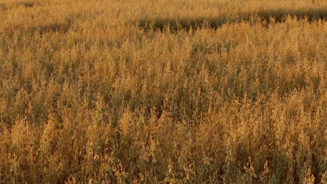 High angle slow pan shows close texture of golden cereal stalks in agricultural field. Sunset backlighting illuminates ripe grain crops during quiet summer dusk in rural Daugavpils region, Latvia.