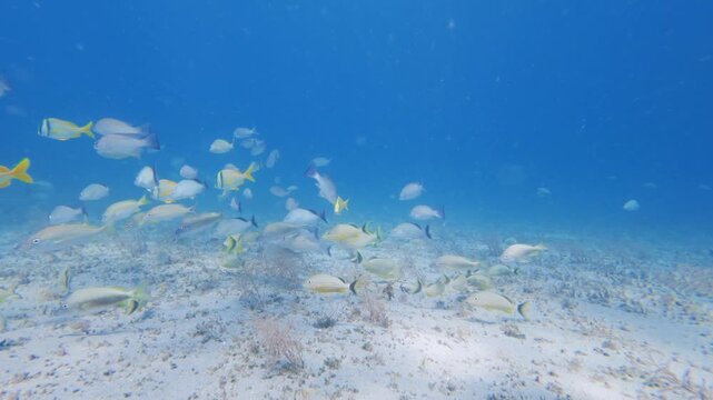 school of fish swimming in ocean