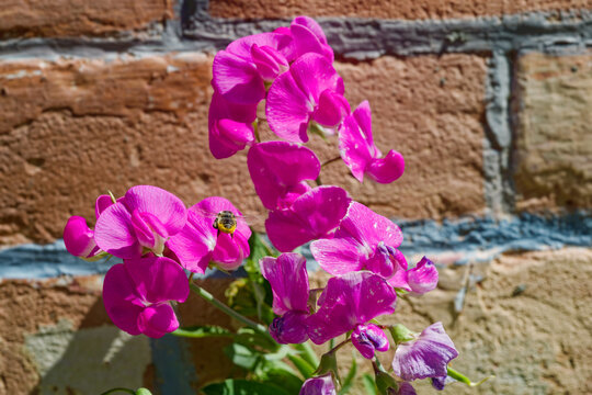 A flying bee approaches a purple crescent milkvetch flower growing by a brick wall
