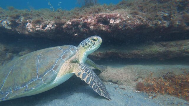 sea turtle swimming in ocean