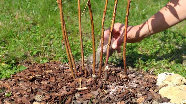 CLOSE UP: Gardener spreading granular fertilizer around raspberry canes growing through bark mulch. Seasonal plant care on a sunny autumn day intended to support healthy strong roots and future growth
