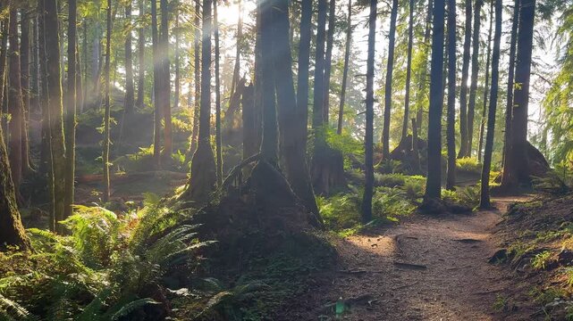 Coastal Forest Trail in Golden Light at Ecola State Park Oregon