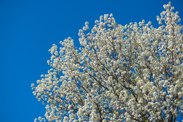 Flower cherry tree with spring blossom. Flower petals show spring blossom. Flower sky background frames spring blossom. Flower soft texture with spring blossom. © Svitlana