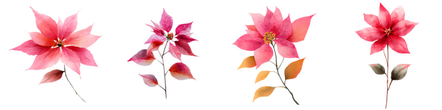Watercolor Poinsettia Collection: Festive Floral Elements for Christmas and Winter Designs