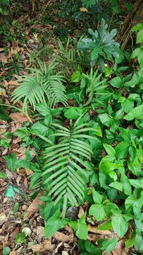 Beautiful view of Pteris vittata  plant