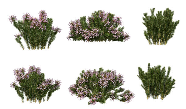 herbs and bushes in elevation view for use in architectural drawings and Landscape Design - isolated on transparent background. 