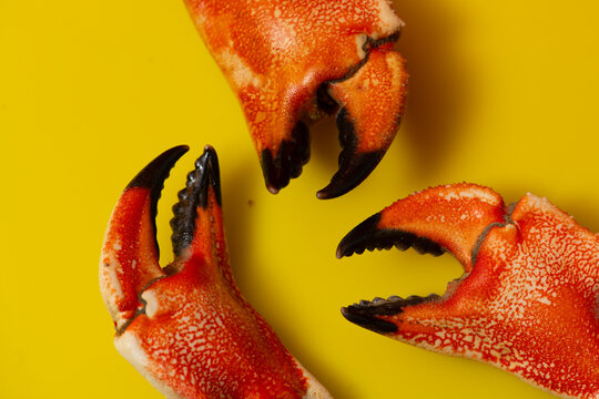 Crab vibrant color texture. Crab boiled delicacy macro. Crab cracked shell close up. Crab culinary menu concept.