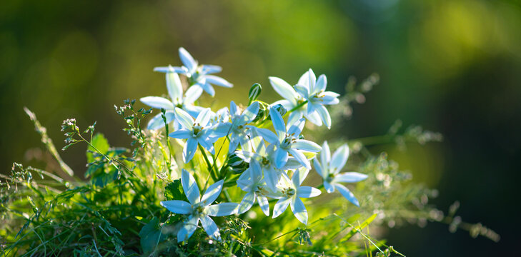 Green background with wildflowers. Green background with spring bloom. Green background with bokeh. Green background for website banner.