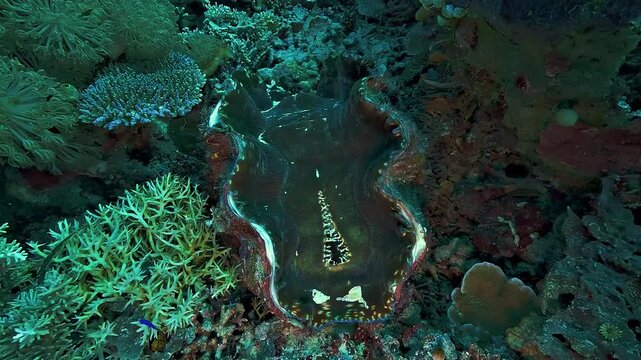 Top view of a giant clam, Tridacna gigas, filmed in Raja Ampat, showing its inhalant siphon briefly closing on the colorful mantle.
