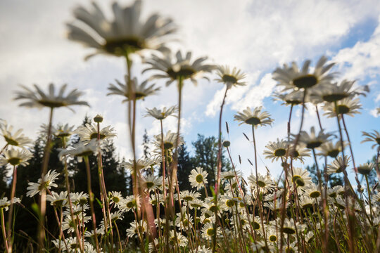 Chamomile
