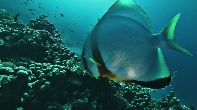 Two silver batfish circle above the reef as sun rays shine through the water and light up their reflective bodies.