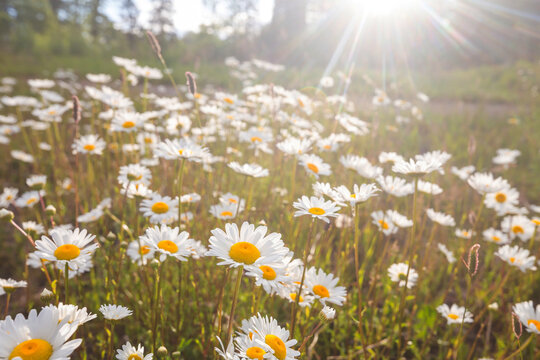 Chamomile