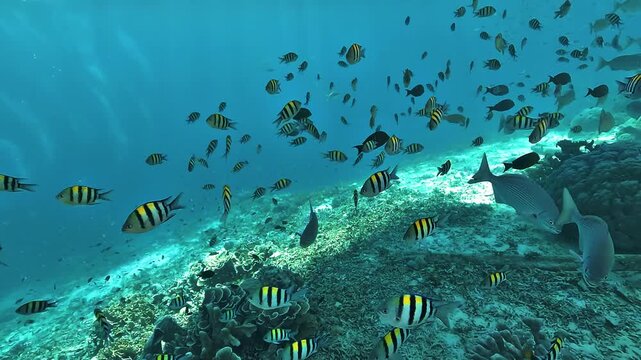 Slow-motion view of Pacific sergeant majors, Abudefduf vaigiensis, schooling together against the deep blue ocean in Raja Ampat, Indonesia.