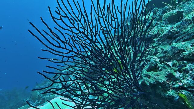 Black gorgonian branches sway gently in the current on a Raja Ampat reef, their flexible structure moving rhythmically in the tropical water.