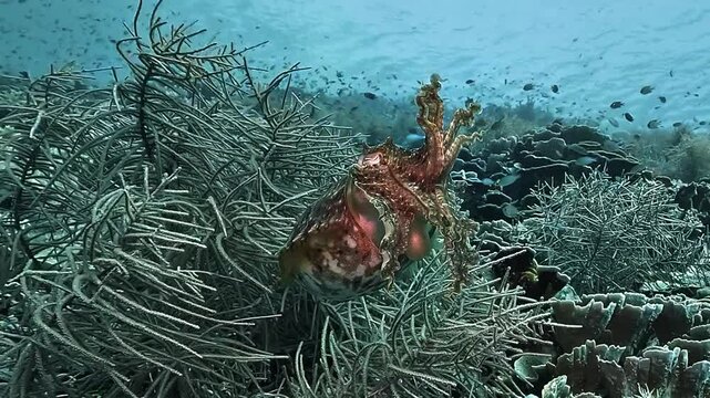 A cuttlefish, Sepia sp., hovers above a Raja Ampat reef with its arms spread, then smooths its body and swims away.
