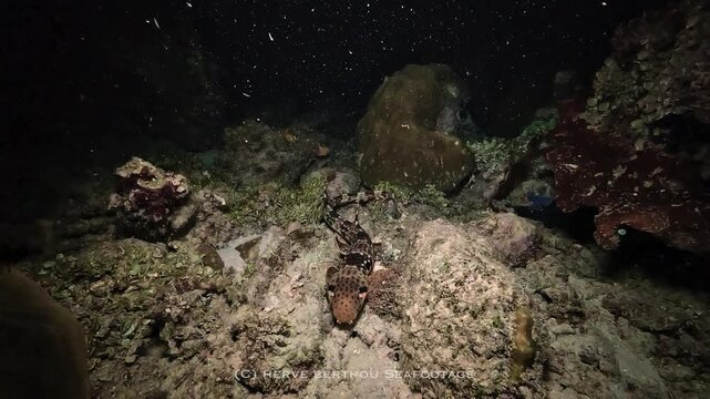 Broadclub cuttlefish - Sepia latimanus - remains stationary above a coral reef while raising and displaying its arms.