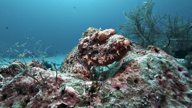 Tasselled scorpionfish - Scorpaenopsis oxycephala - lies camouflaged among colorful corals in Raja Ampat, Indonesia.