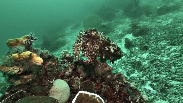 Broadclub cuttlefish, Sepia latimanus, changes color above the reef before suddenly swimming away, filmed in Raja Ampat, Indonesia.