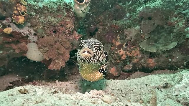 A map pufferfish, Arothron mappa, turns around itself above the reef in Raja Ampat, showing its maze-like pattern and rounded body.