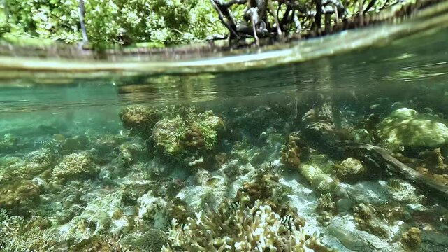 Split-level view of a Raja Ampat mangrove edge with juvenile sergeant major damselfish, Abudefduf sp., swimming among corals beneath mangrove roots.