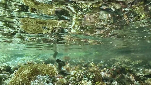 Juvenile sergeant majors, Abudefduf sp., swim among corals just below the reflective water surface at a mangrove edge in Raja Ampat.