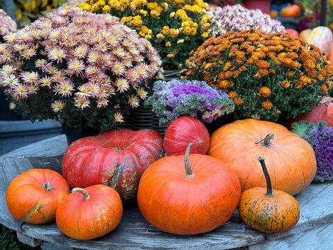 Pumpkins and chrysanthemums fall decor 