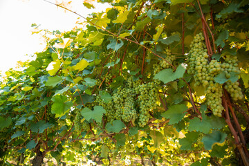 Obraz premium Bunches of green grapes hang from healthy vines in vibrant vineyard