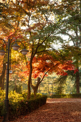 Obraz premium Trees with vibrant autumn foliage create a serene atmosphere along the pathway