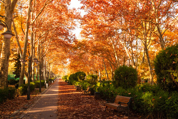 Obraz premium Colorful autumn leaves blanket pathway in tranquil park