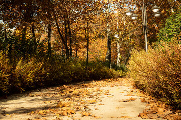 Obraz premium Leaves blanket charming path through park in autumn