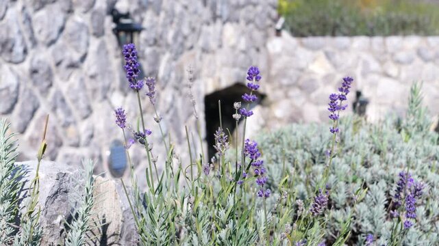 CLOSE UP: Purple lavender flowers bloom in bright sunlight beside a rustic stone wall and traditional garden lantern. Peaceful natural background of a courtyard landscaped in Mediterranean style.
