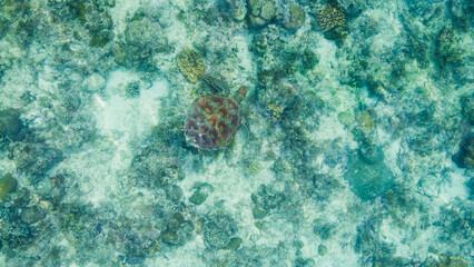 Sea turtle swimming over coral reef in moalboal © Travel To Exist