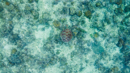 Sea turtle swimming over coral reef in clear blue water © Travel To Exist
