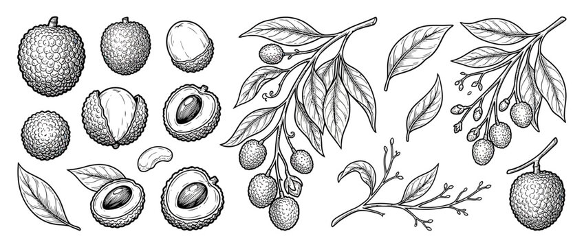 Vintage Botanical Illustration of Exotic Fruit and Leaves