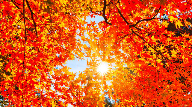 真っ赤に染まったモミジの鮮やかな紅葉景観