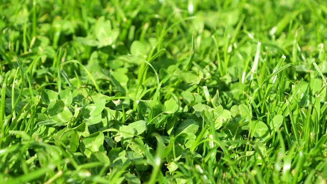 CLOSE UP, DOF: Vibrant green clover leaves growing among freshly cut grass in bright sunlight. Dense lawn texture of mixed vegetation sprawling lushly across the countryside garden in autumn season.