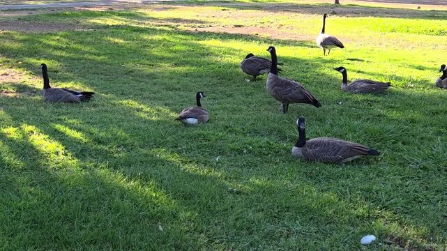 geese in the field