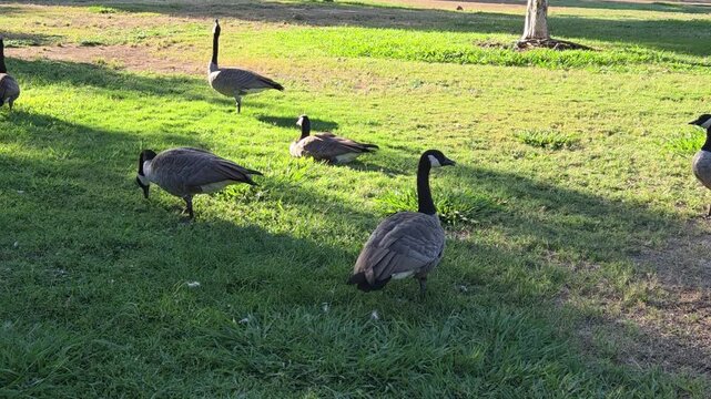 goose on the grass