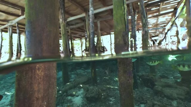 Split-level view of a shallow coral outcrop in Raja Ampat, with jetty posts above the surface and a school of archerfish, Toxotes sp., swimming below.