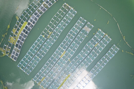 Aerial view of fish farming cages floating in rows on the calm green water of Kaptai Lake in Kaptai Upazila, Chittagong Division, Bangladesh.