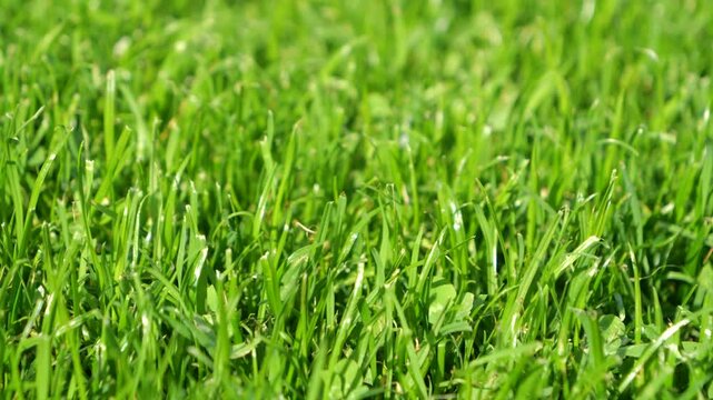 CLOSE UP, DOF: Freshly cut green grass glowing in bright autumn sunlight. Detailed view of dense texture, healthy and carefully manicured lawn with trimmed blades in a country garden in fall season.