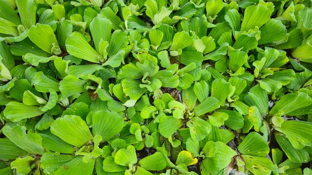 Fresh Green Water Lettuce Floating on Water Surface, Natural Aquatic Plant Background. Dense green water lettuce pattern backdrop in full frame close-up.