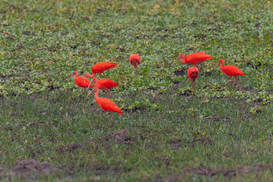 Group of scarlet ibises foraging on lush green grass in a natural wetland habitat with wildlife