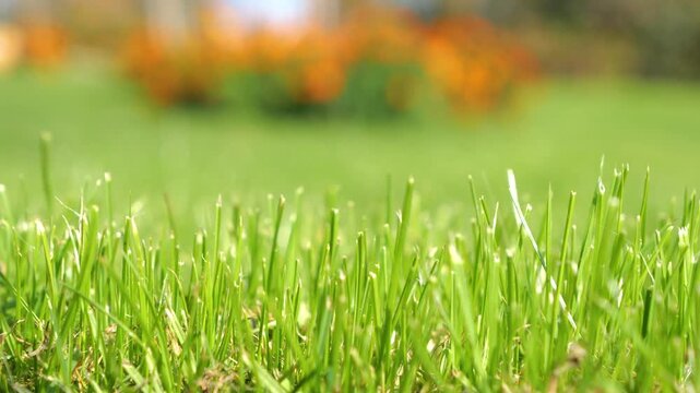 CLOSE UP, DOF, LOW ANGLE VIEW: Cut green grass in sharp sunlight, with soft orange autumn foliage blurred across the background. Warm seasonal bokeh and a peaceful garden atmosphere in the countryside